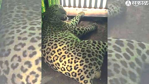 A captive leopard in a cage planted by the forest department.