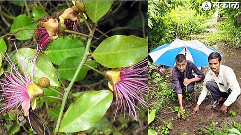 A rare flowering vine of 'Kanhopatra'.