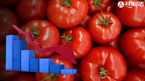Tomato Rates fall