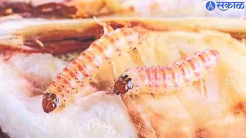 pink bollworm