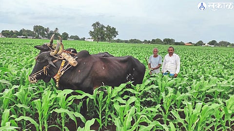 Maize Crop 