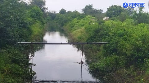 Pune Rain Update: आंबेगाव व शिरूर तालुक्यातील शेतकऱ्यांसाठी आनंदाची बातमी; डिंभे धरणातून उजव्या कालव्यात आले पाणी!