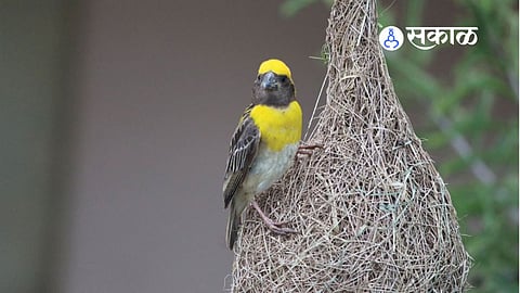 Baya weaver