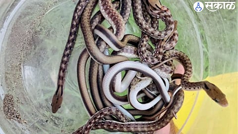 forest department got success in preserve snake eggs and birth baby snake