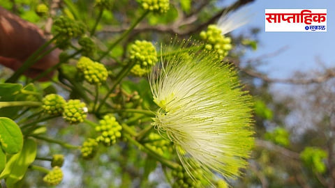 Albizia Lebbeck
