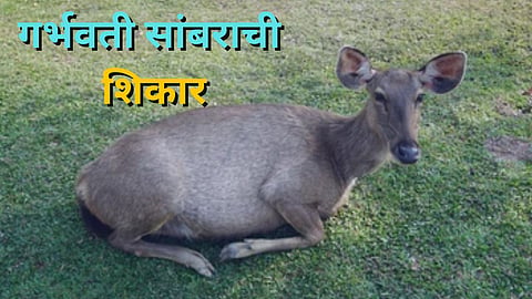 Sambar in Tisangi Forest