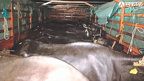 Border Crackdown: Degloor Police Foil Illegal Cattle Smuggling Attempt