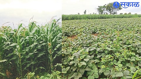 Maize crop in seeding stage and mung bean crop in bloom.
