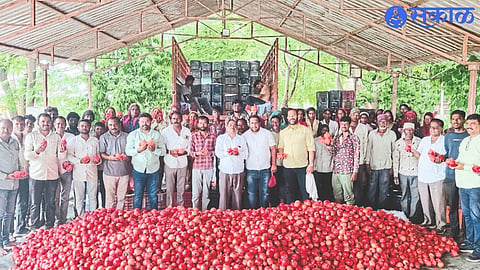 Young farmers of the area looking at pomegranates in Nilesh Pawar's field