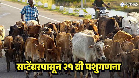 Livestock Census 