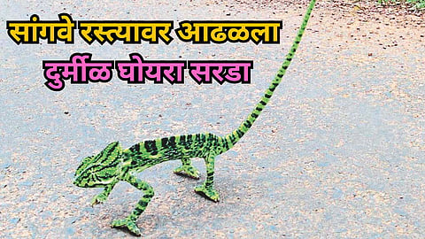 Chameleon