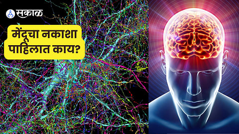 AI-Powered Brain Map by Harvard and Google Marks Major Neuroscience Breakthrough