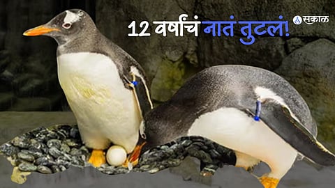Same-sex penguins