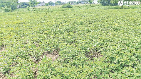 Groundnut crop flourished due to two days of rain.