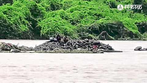 Two young men stuck on stones in the flood current of Panzra river.
