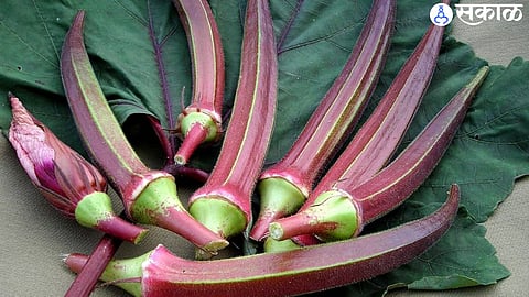 farmer devnath shelke crop red lady finger most demand in market agriculture news