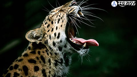 leopard attack in daund 4 goat killed demand to trap in cage