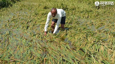 rain damage crop