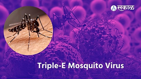 Triple-E Mosquito Virus: