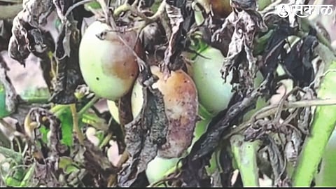 Status of tomato crop in eastern region.