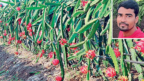Dragon Fruit Agriculture Pratap Dhengale