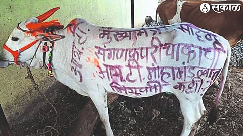 On the occasion of Polai, the picture of drawing demands on a bull went viral on social media