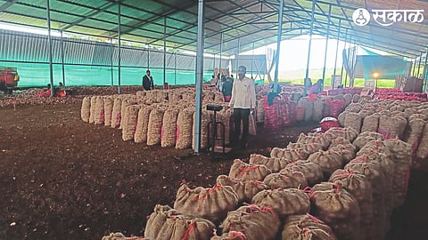 Sheds erected for onion packing. In the second photograph, businessman Kamlakar Shinde packing onions.