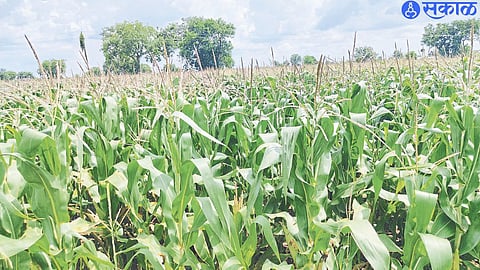 Maize crop in full swing here.