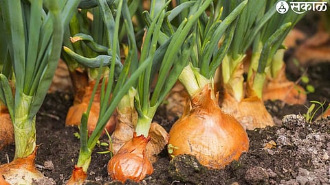 onion plantation 