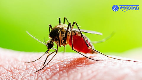 Chikungunya and Dengue disease