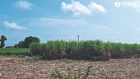 Sugarcane harvesting in Shiwar