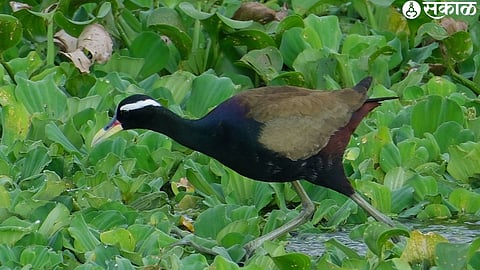 Sonpankhi Kamal birds