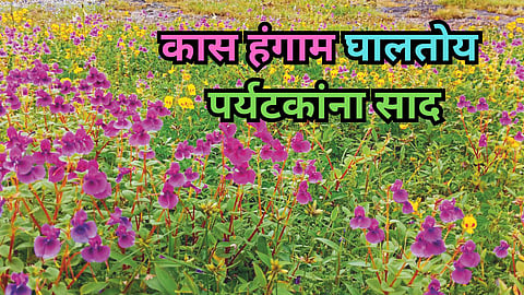 Kaas Plateau