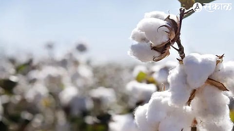 cotton price