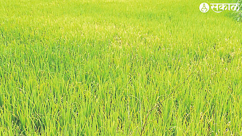 Due to the continuous rains, the color of the rice crop is changing due to the disease of kada karpa.