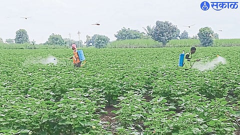 Farm workers spraying the fields.