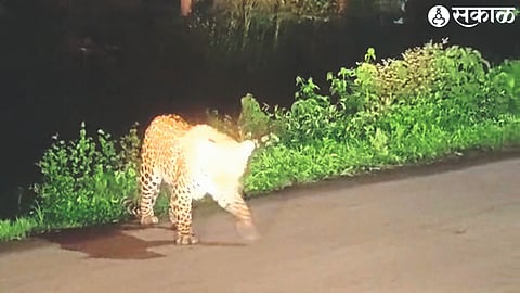 Leopard's Horns A leopard spotted on the road late at night in Shingwe village.