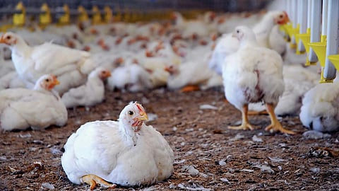 Poultry Business in Khanapur 