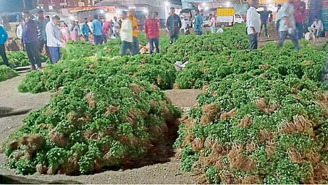 coriander