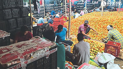 Ongoing packing of tomatoes for export to Bangladesh at Pimpalgaon Baswant Bazaar Committee.