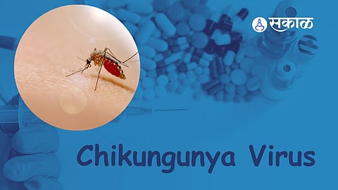 Chikungunya New Virent: 