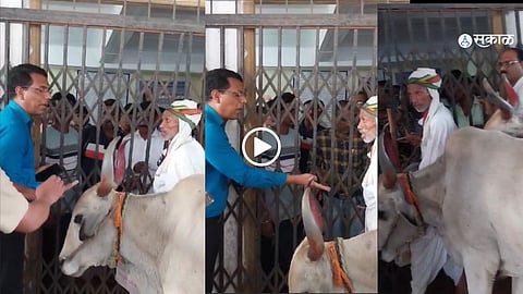 Farmer Gajanan Mahadev ties his ox at the Katol Tehsil office gate as part of a protest against wild animal disturbances.
