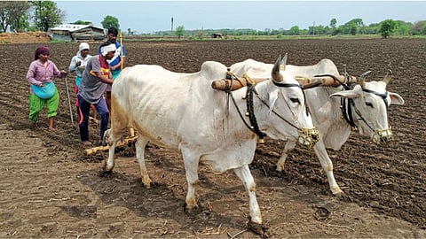 Farmer death