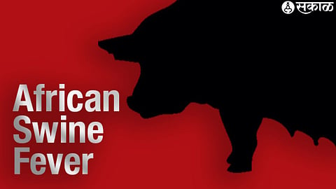 African Swine Fever 