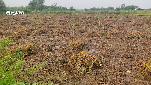 Maharashtra Rain Update Soybean crop damaged due to heavy rain bhum Marathwada 