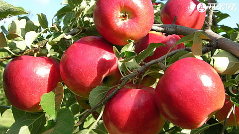 apple