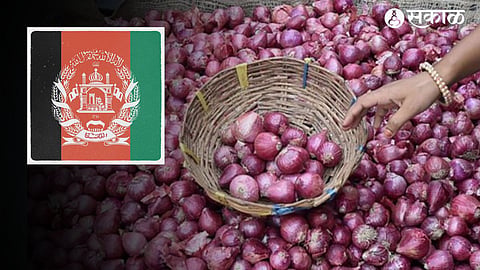 Onion import From afghanistan