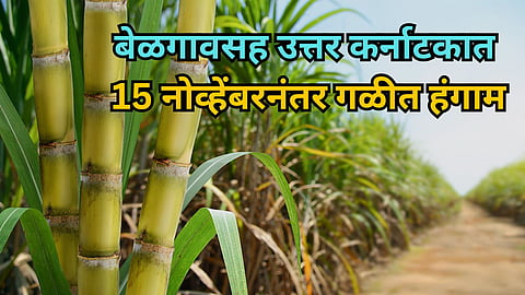 Sugarcane Season