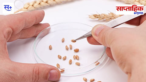 wheat crop dna