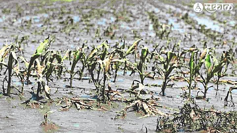 In this way the agricultural crops are damaged.